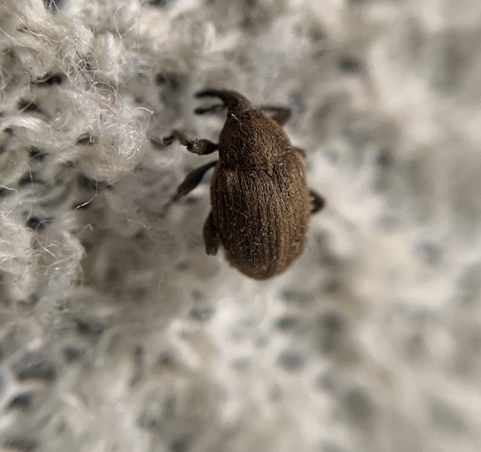 Sibinia pellucens - mécsvirágormányos