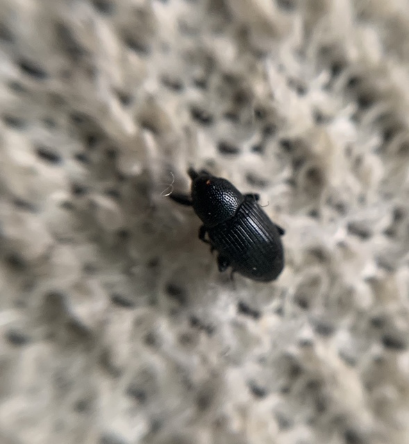 Baris artemisiae - feketeüröm báris