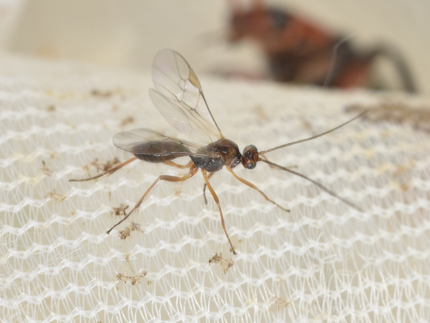 Braconidae - gyilkosfürkészek