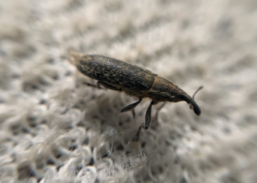 Lixus filiformis - karcsú dudvabarkó