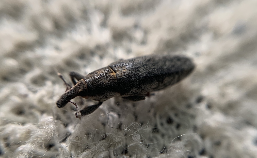 Lixus subtilis - disznóparéj-dudvabarkó