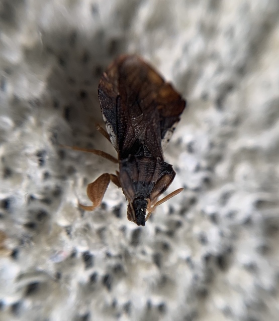 Phymata crassipes - fogólábú poloska