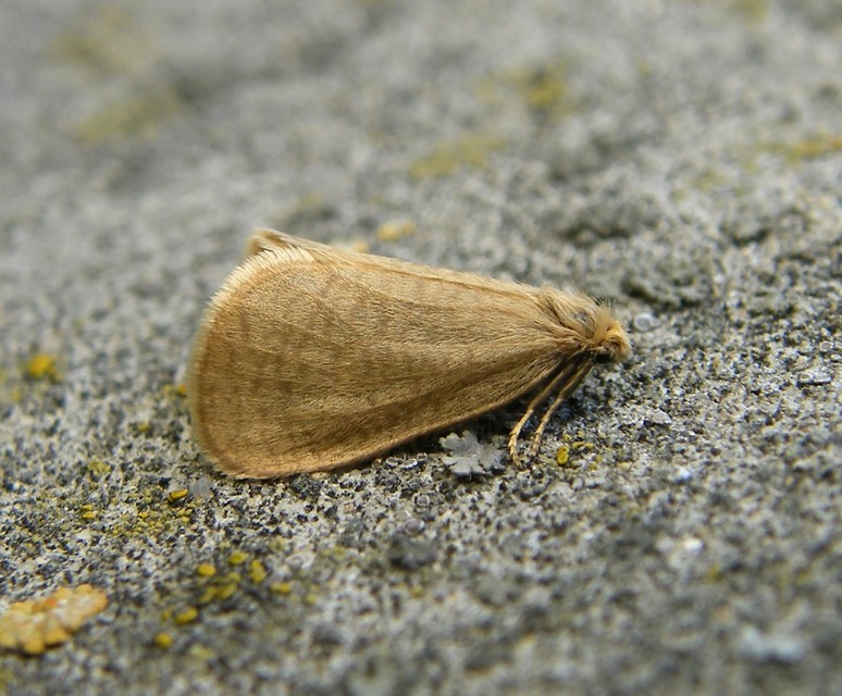 Bijugis