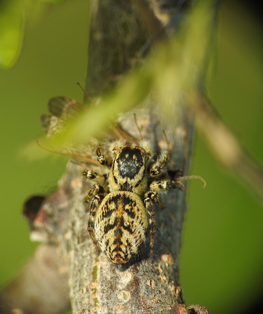 Carrhotus xanthogramma - rozsdás ugrópók