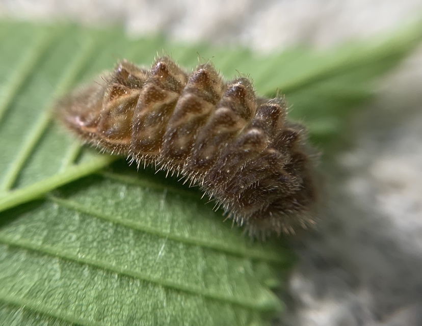 Satyrium w-album - szilfa-csücsköslepke
