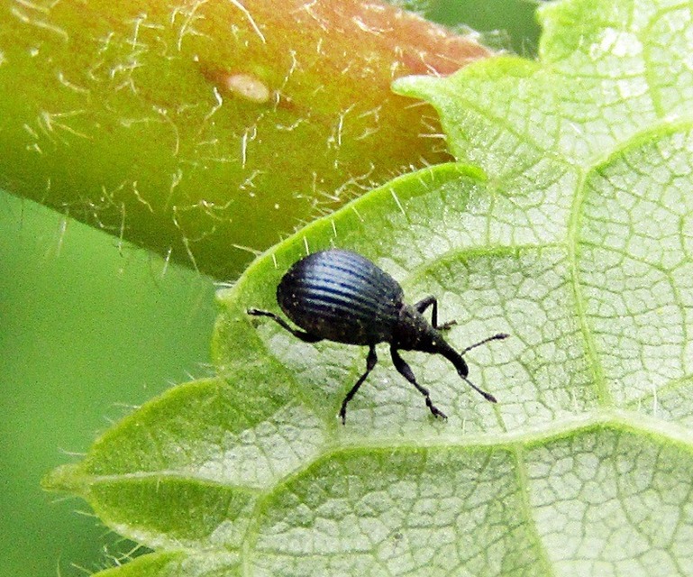 Holotrichapion pisi - lucernarügy-cickányormányos