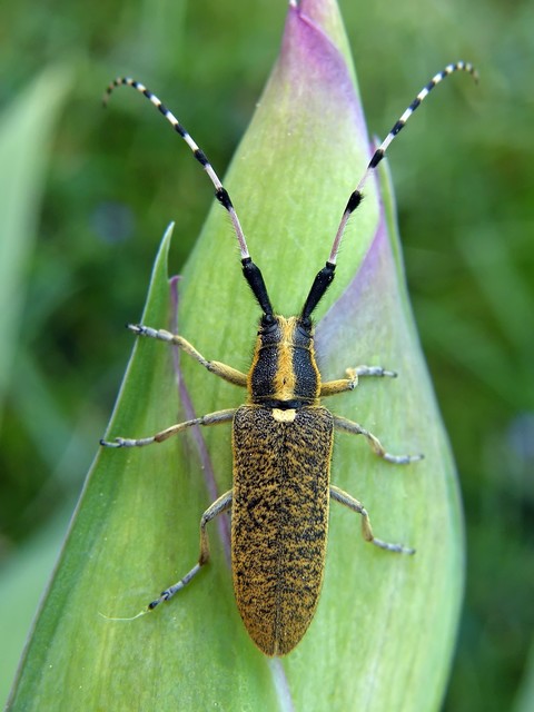Agapanthia dahli - sárgagyűrűs bogáncscincér