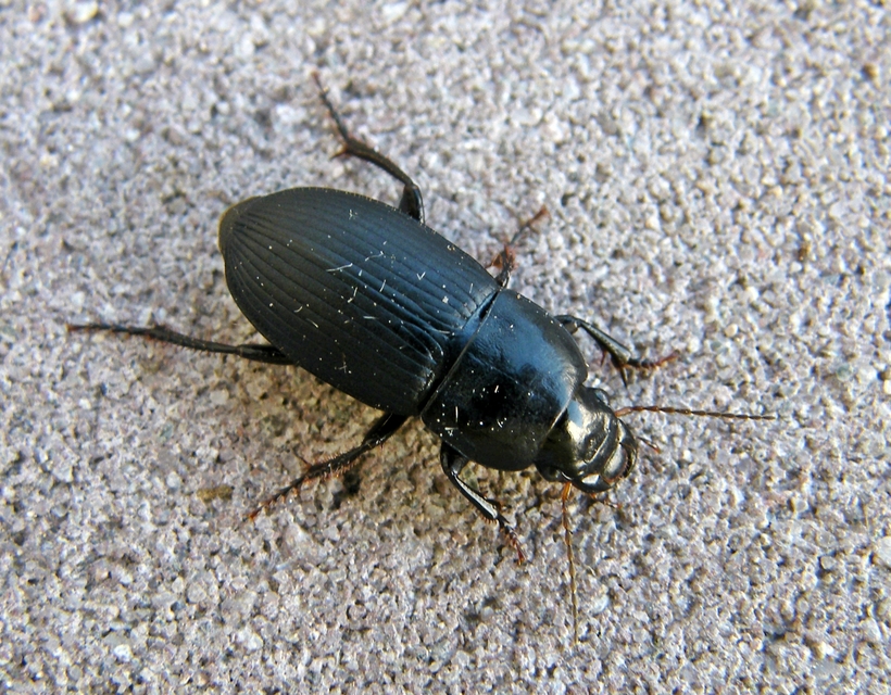 Harpalus caspius - keleti lomhafutó