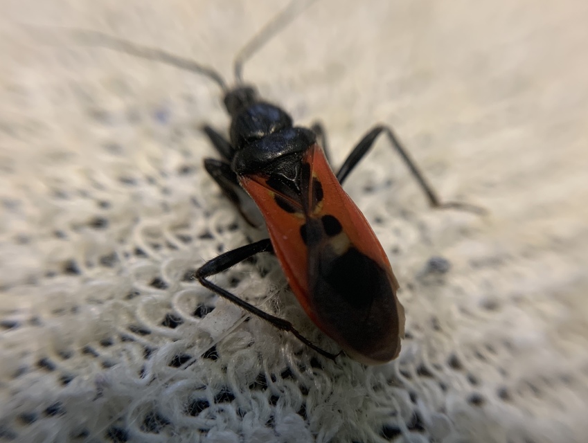 Peirates hybridus - foltos rablópoloska