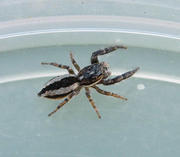 Pseudicius encarpatus - kéregugrópók