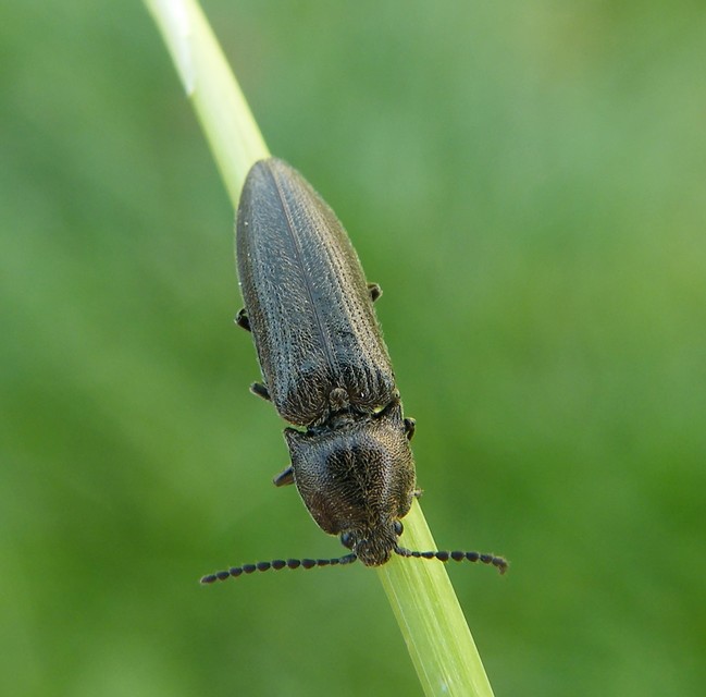 Cidnopus pilosus - szőrös pattanó