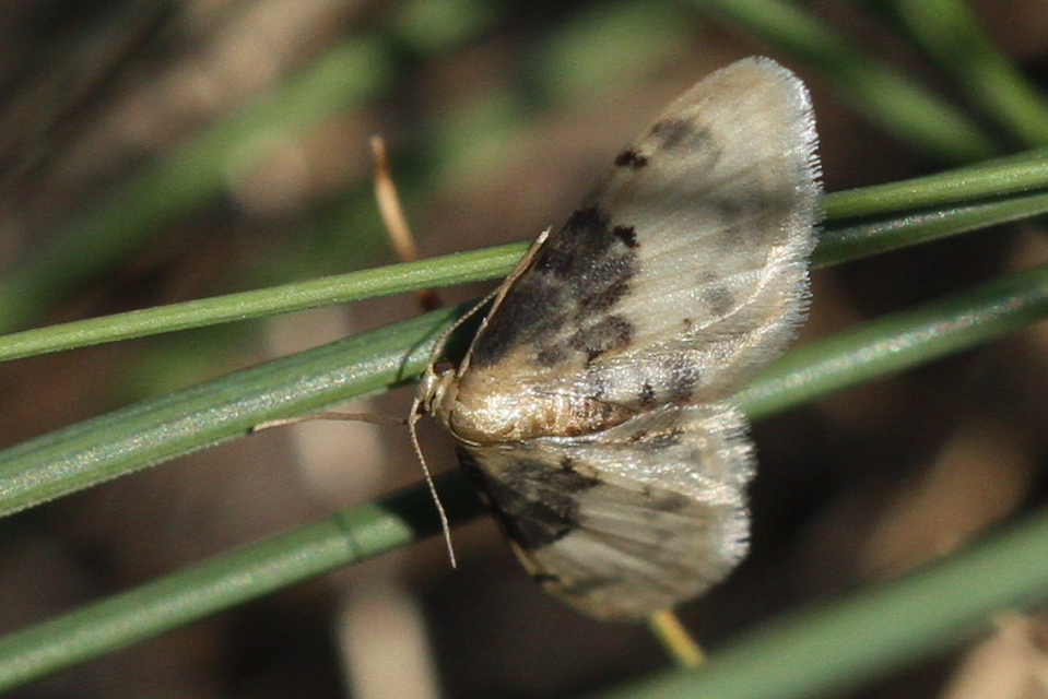 Idaea filicata - sötéttövű apróaraszoló