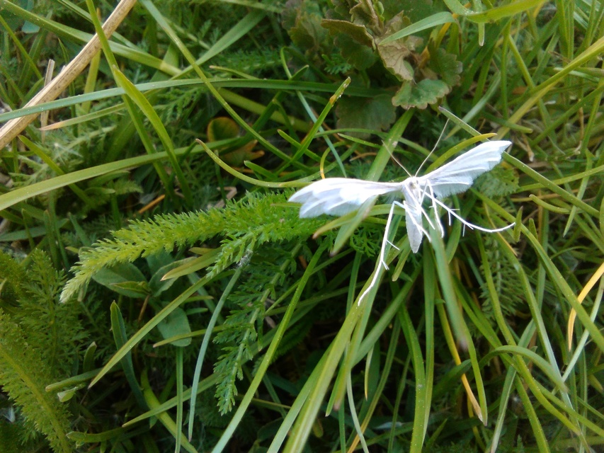 Pterophorus pentadactyla - fehér tollasmoly