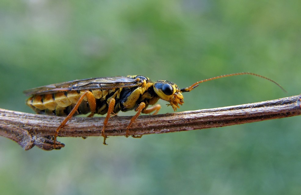Pamphiliidae - szövődarazsak