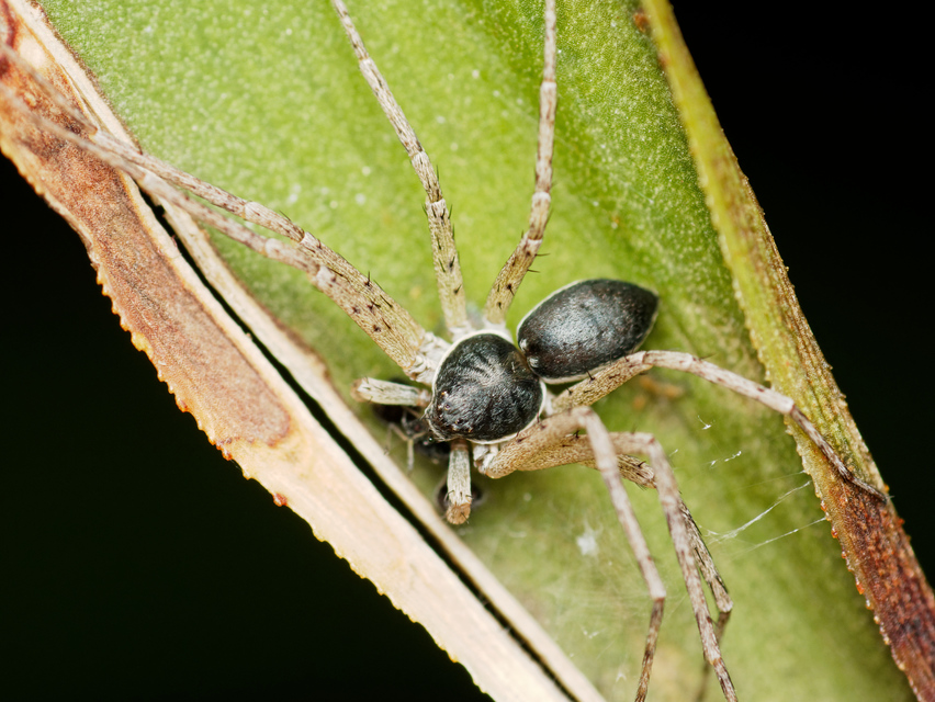 Philodromus dispar - lomb karolópók