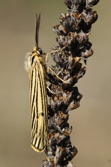 Spiris striata - csíkos molyszövő