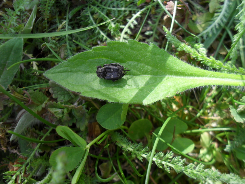 Valgus hemipterus - suta virágbogár