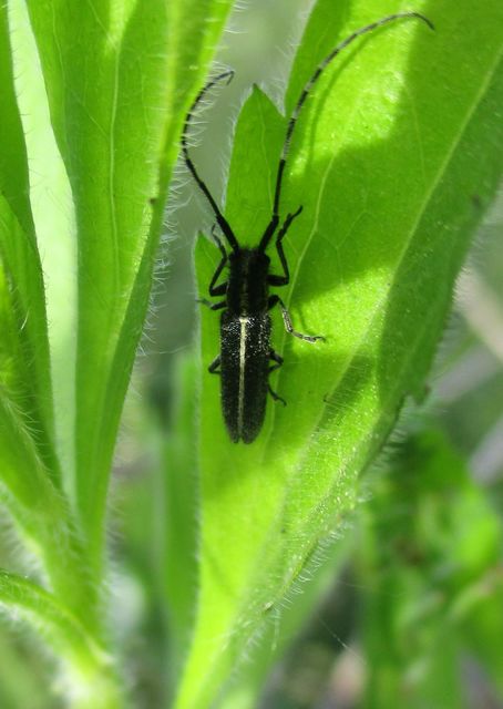 Agapanthia cardui - sávos bogáncscincér