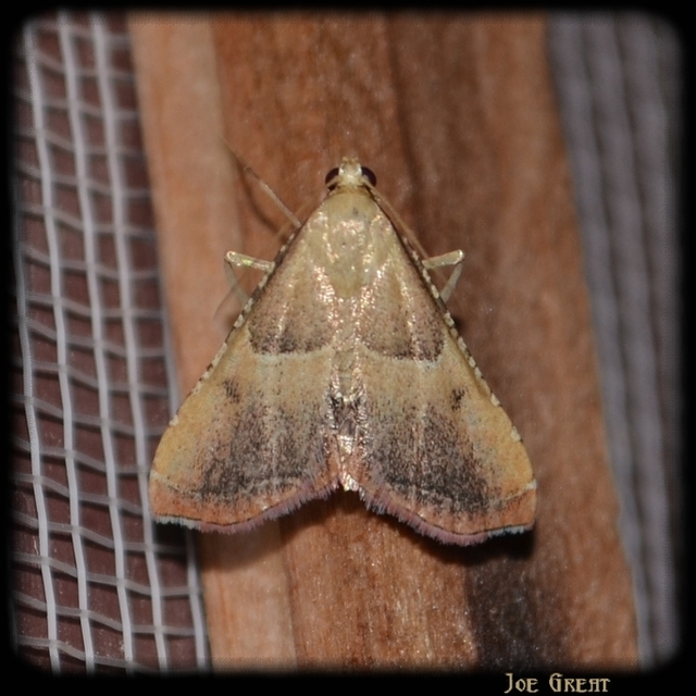 Endotricha flammealis - tüzesszárnyú fényilonca