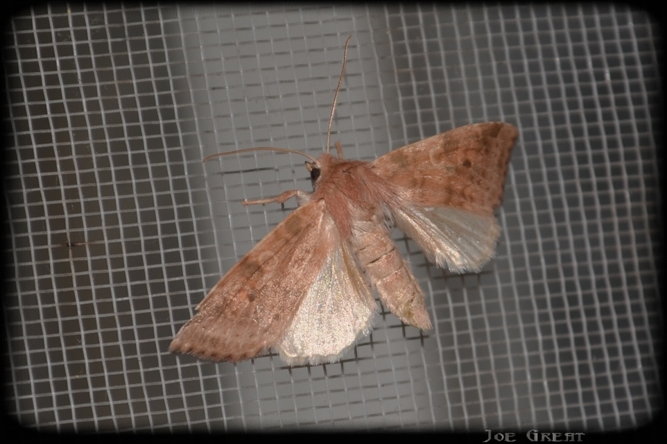Cirrhia ocellaris - fakó sárgabagoly