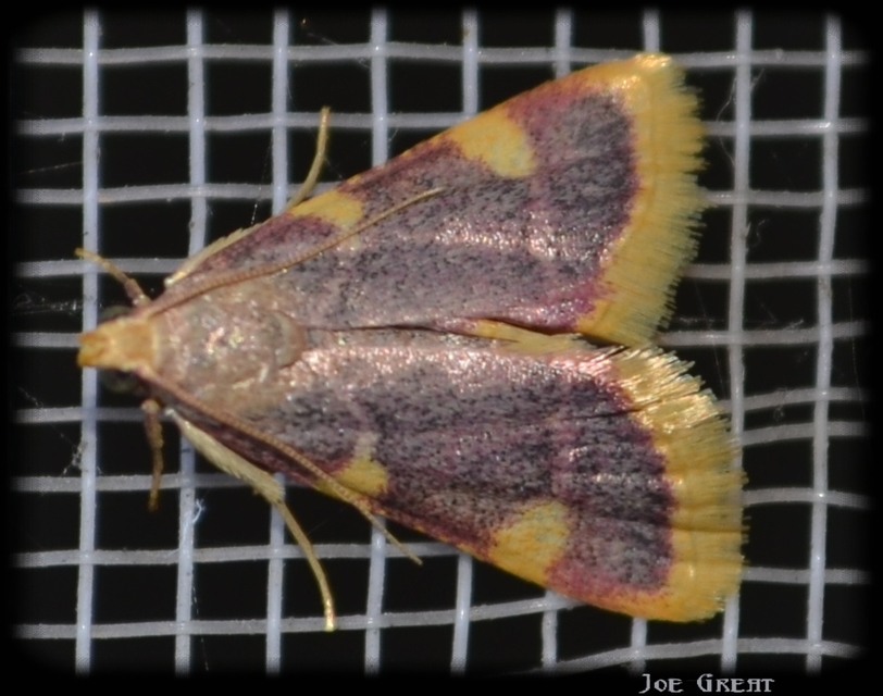 Hypsopygia costalis - szénailonca