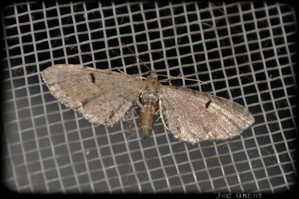 Eupithecia absinthiata - üröm-törpearaszoló