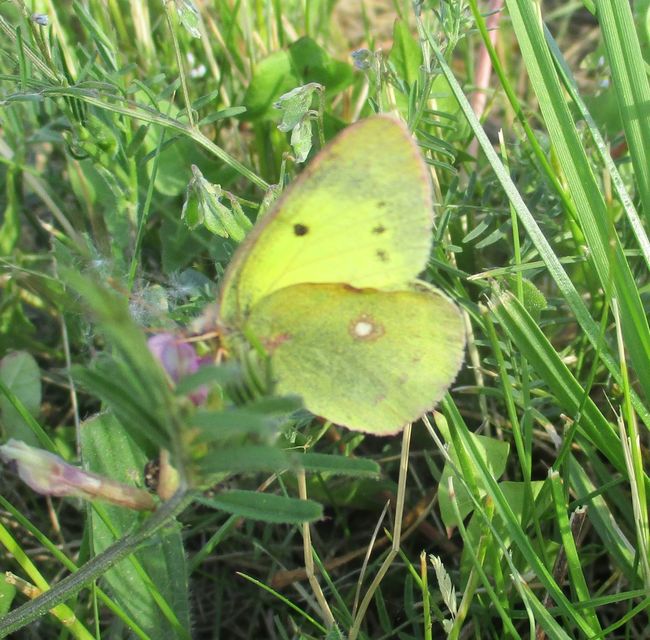Colias erate - csángó-kéneslepke
