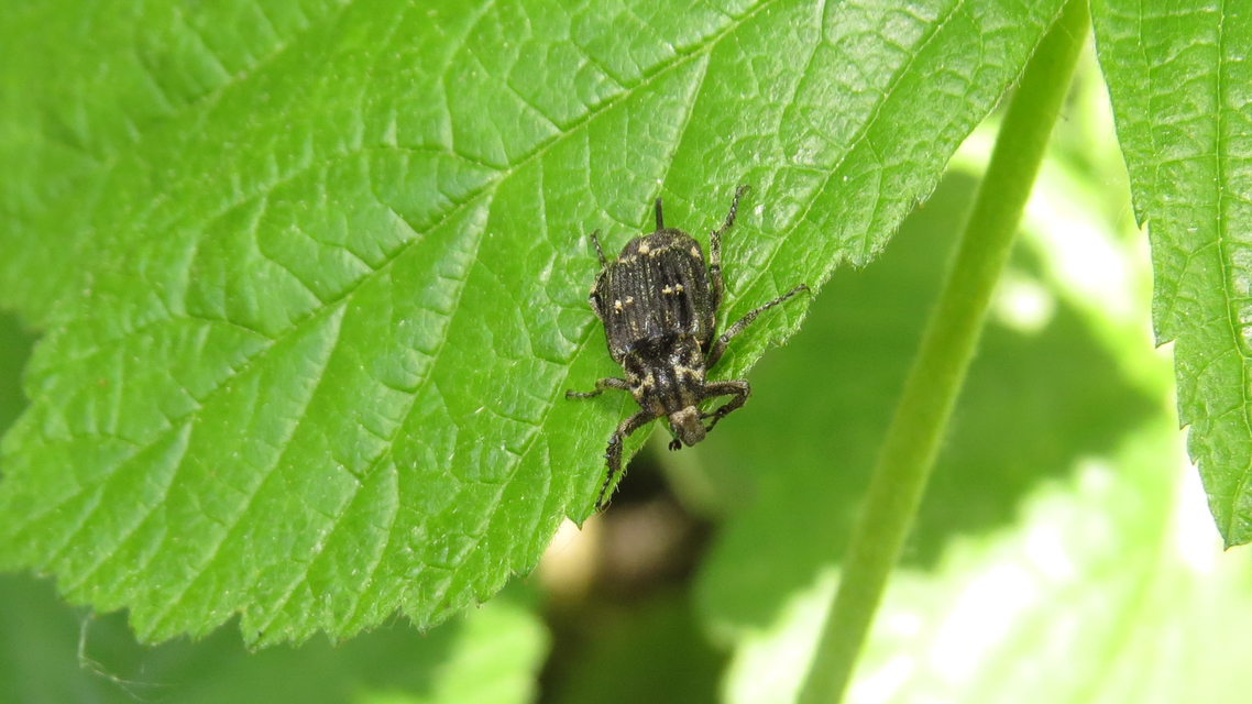Valgus hemipterus - suta virágbogár