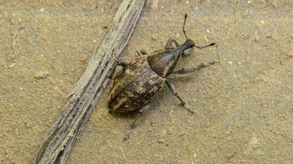 Lepyrus capucinus - pettyes fűzormányos