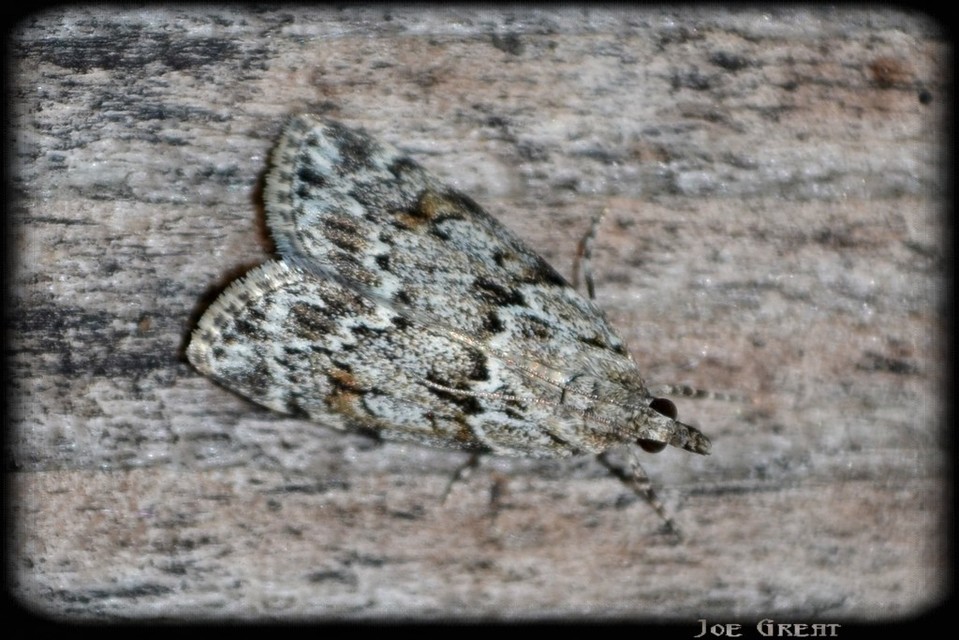 Scopariinae