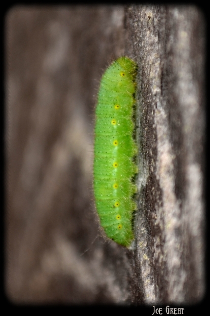 Pieris napi - repcelepke
