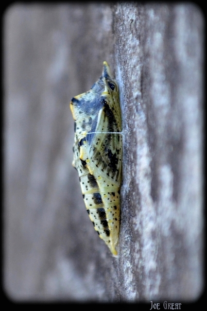 Pieris napi - repcelepke