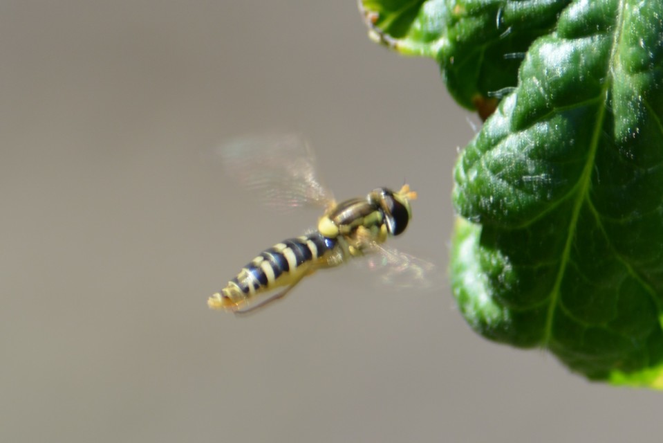 Sphaerophoria