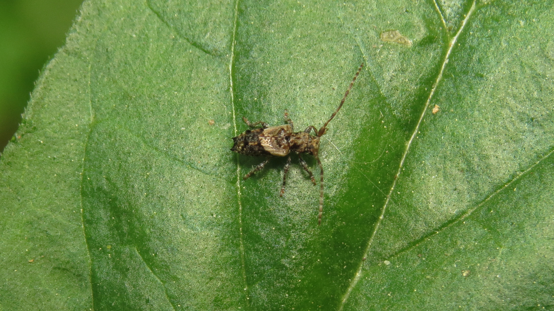 Pogonocherus hispidus - kéttövises ecsetcincér
