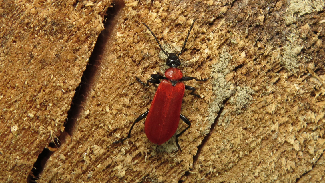 Pyrochroa coccinea - nagy bíborbogár