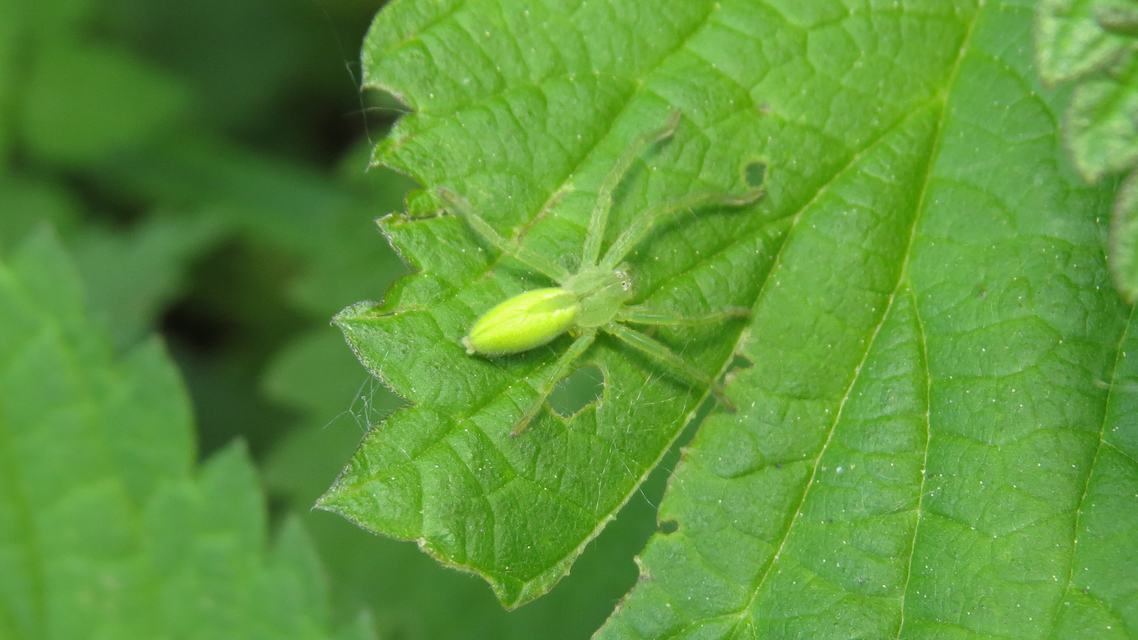 Micrommata virescens - hunyópók