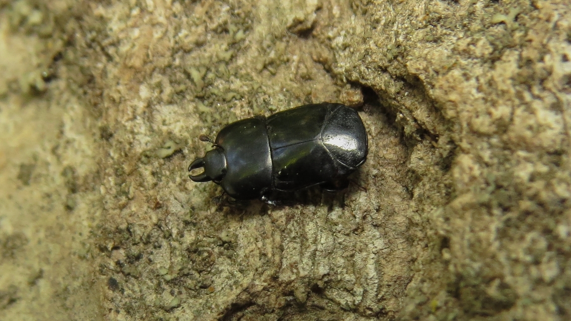 Hololepta plana - lemez-sutabogár