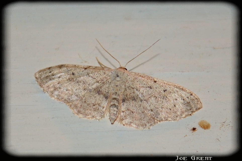 Idaea seriata - szürke apróaraszoló