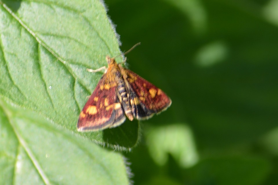 Pyrausta aurata - aranyló bíbormoly