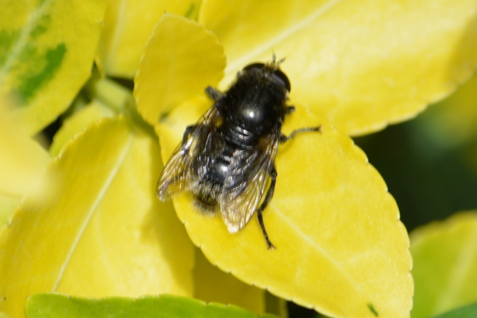 Merodon