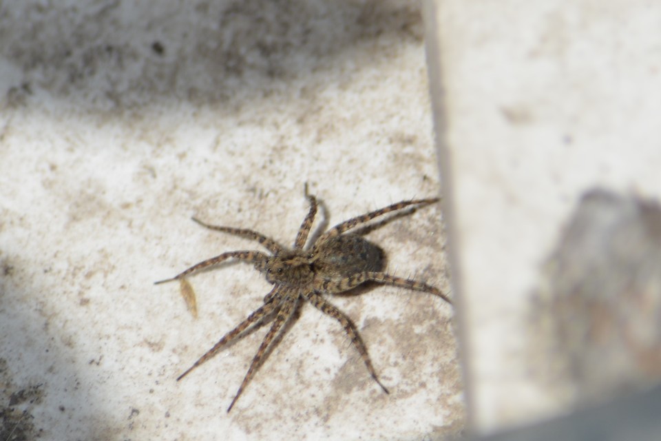Pardosa hortensis