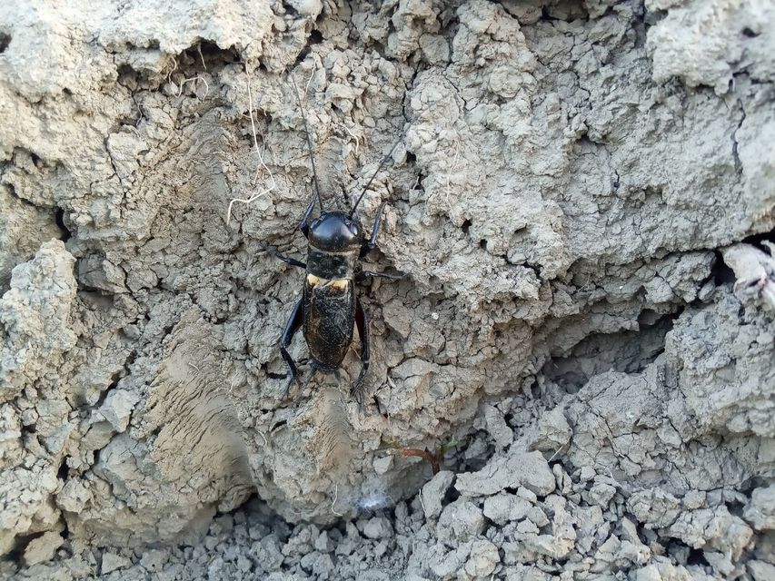 Gryllus campestris - mezei tücsök
