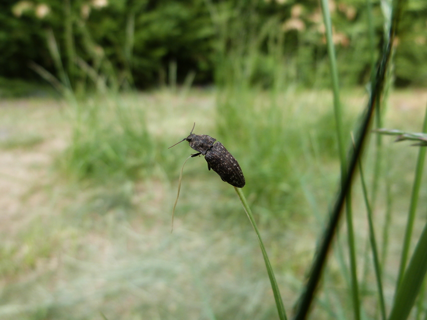 Agrypnus murinus - egérszínű pikkelyespattanó