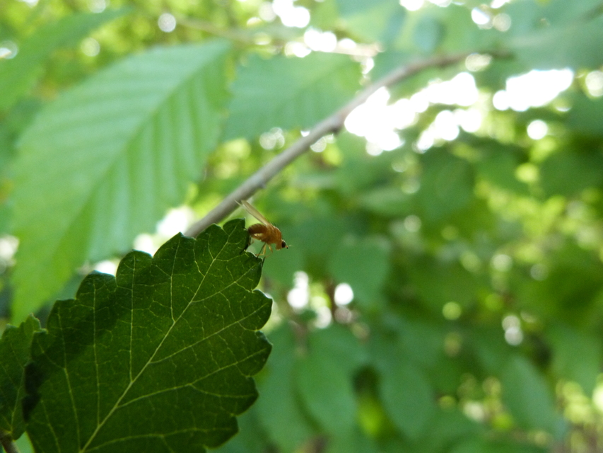 Lauxaniidae - pudvalegyek