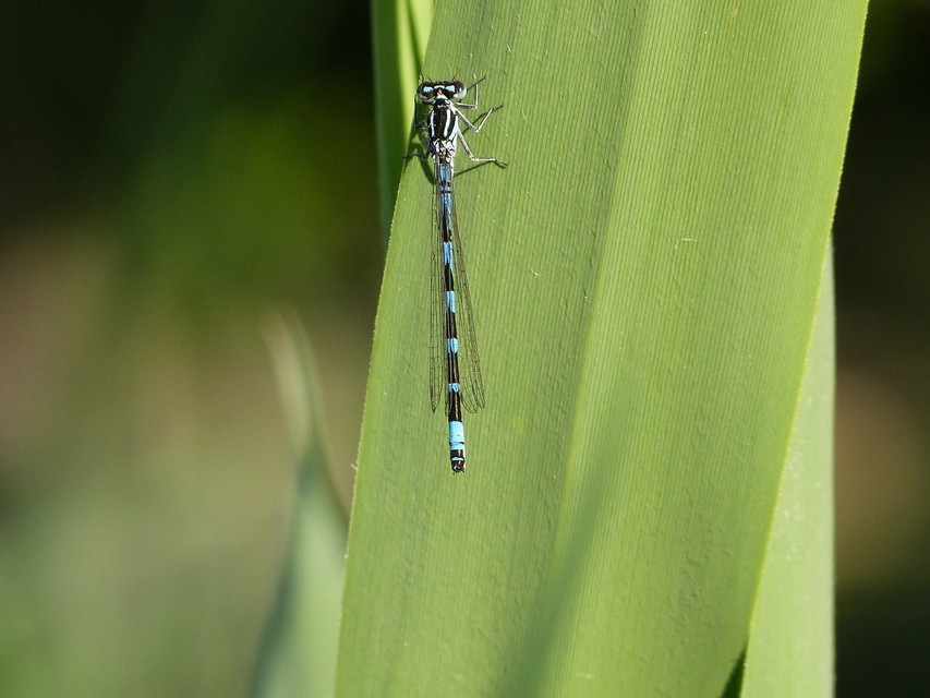 Coenagrion ornatum - díszes légivadász