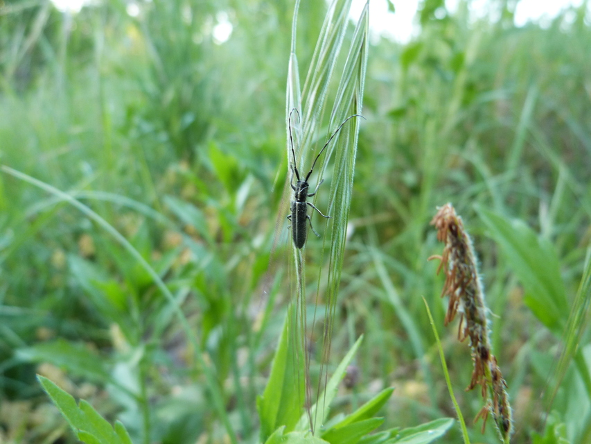 Agapanthia cardui - sávos bogáncscincér