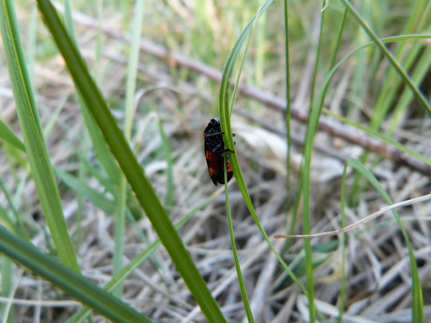 Cercopis