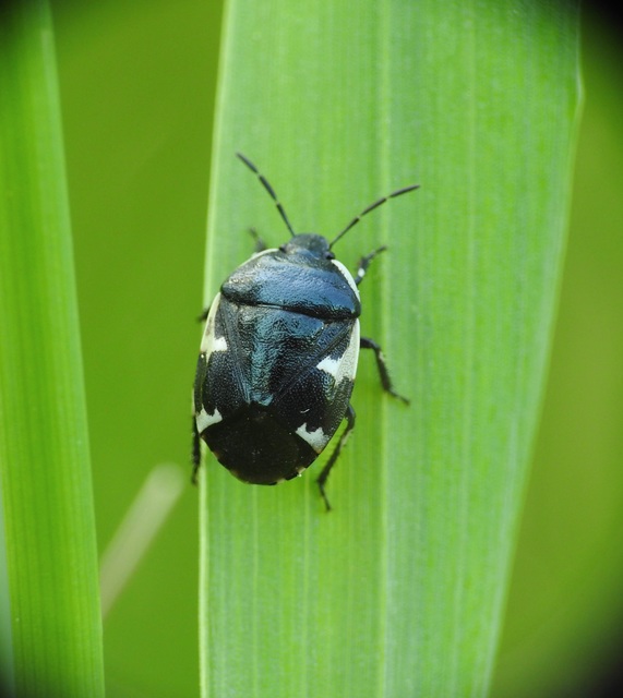 Tritomegas sexmaculatus - hatfoltos földipoloska