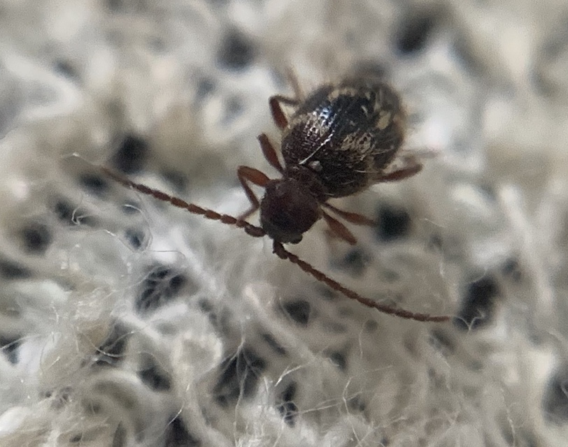 Ptinus rufipes - vöröslábú tolvajbogár