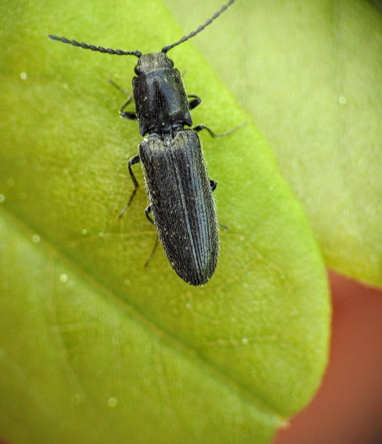 Limonius